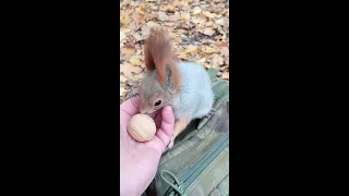 Какая хорошенькая белочка / What a pretty squirrel
