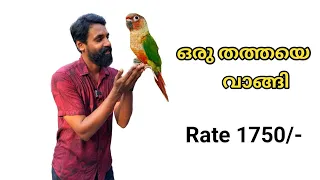 Birds Kerala