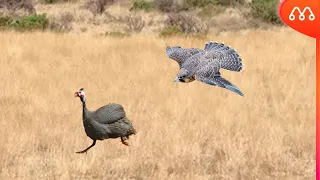 WHEN THE FALCON ATTACKS THE GUINEA HEN