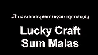 Ловля на кренковую проводку  Lucky Craft Sum Malas