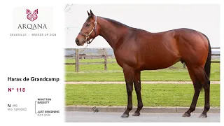 Arqana - BU.2024 - N° 118 M. - Wootton Bassett et Just Imagining / War Front - HDG Consignment