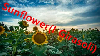 Sunflower(I Girasoli) - Henry Mancini