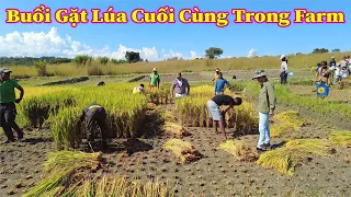 Linh Philip || Gặt Những Ruộng Lúa Cuối Cùng Trong Việt Phi FARM Chuẩn Bị Hành Trình Mới Vào Mùa Khô