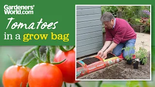 Growing tomatoes in a bag | Alan's guide