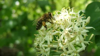 Prirodni ritmovi u pčelarenju