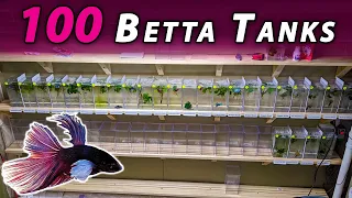 We BUILT a custom rack for 100 BETTA Tanks