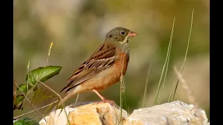 Strnad zahradní, Ortolan bunting, Ortolan, Ortolaan, Escribano hortelano, Bruant ortolan, Sombria