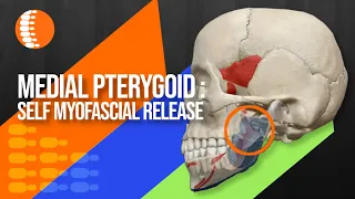 Medial pterygoid muscle: Self myofascial release