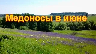 Медоносы в июне