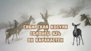 Сибирская косуля в охотничьем хозяйстве Каракастек, март 2021. Siberian roe deer Karakastek .