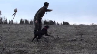 Дрессировка курцхаара. Подача птицы.