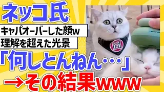 【2ch動物スレ】ネッコ「何しとんねん…」理解を超えた結果ｗｗｗ