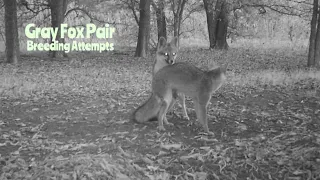 Gray Fox Attempts Breeding: #Shorts Trail Camera Captures