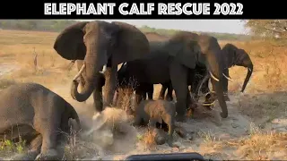 ELEPHANT CALF RESCUE 2022