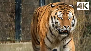 A Tiger Walking 4K Video