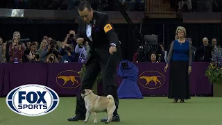 Best in Show Ceremony | WESTMINSTER DOG SHOW (2018) | FOX SPORTS