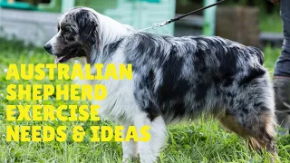 Australian Shepherd Exercise [Needs and Ideas]