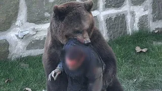 МЕДВЕДЬ НАПАЛ НА ЧЕЛОВЕКА: Удивительные Моменты Снятые на Камеру | Video of bear Attack