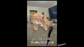 🐈 This is my territory! 🐕 Compilation of funny dogs and cats for a good mood! 😻