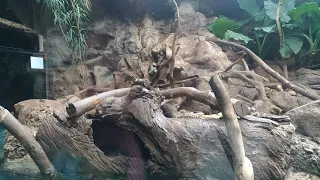 Super Funny Moments with Vidra/Otter at Loro Parque in Puerto de la Cruz, Tenerife