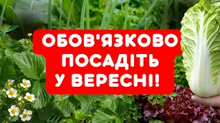 НЕ ЗАКРИВАЙТЕ СЕЗОН! Що можна ПОСАДИТИ У ВЕРЕСНІ