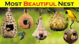10 Most Amazing Nests Built By Bird Architects | Versatile dani