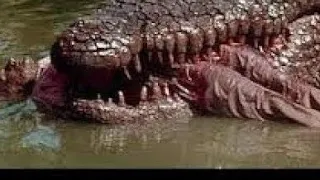5 scary crocodile attacks caught on camera