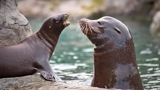 Adorable Baby Seal and Mom | Baby Animals | Love Nature