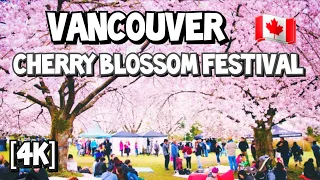 [4K] 🇨🇦 🌸Vancouver Cherry Blossom Festival | David Lam Park | Vancouver, Canada | 03.13.24