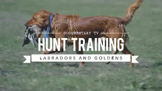 HUNT TRAINING LABRADOR RETRIEVERS AND GOLDEN RETRIEVERS