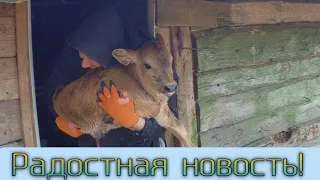 Дождались! Отелилась корова Белка! Рождение телёнка.