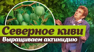 Северное киви - актинидия  Как выращивать полезное растение