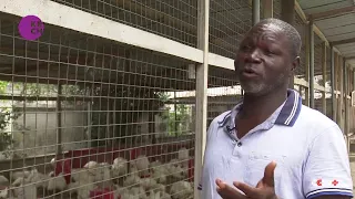 Ghana's poultry industry struggling with cheap chicken imports