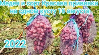 Форма винограда Медея и сорт Красава прививки на одном кусту 16 августа Виноградник Щереденковав В.А