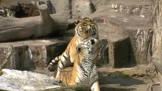 Tigers mating