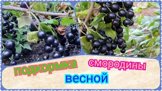 Подкормка смородины весной, подкормка смородины картофельными очистками.