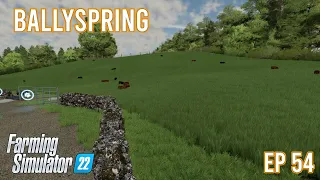 BABY BEEF COWS!! | BALLYSPRINGS | Farming Simulator 22 - ep 54