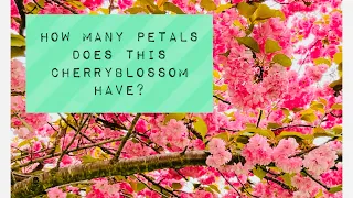 MAHULAAN MO KAYA ILANG PETALS MERON ANG CHERRYBLOSSOMS? || Counting Cherryblossom Petals 101 ​⁠