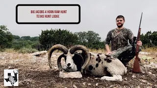 BIG Jacobs 4 Horn Ram -  Texas Exotic Hunt