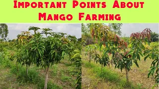 Important Points About Mango Farming Part 1| आम की खेती के बारे में महत्वपूर्ण बातें अंश 1