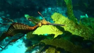 Common Seadragon at Kurnell