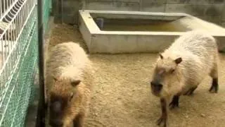 It's Beautiful Noise of Capybaras