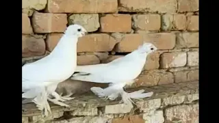 Узбекские голуби Кептерлер Кабутар Каботар Pigeons Pigeon