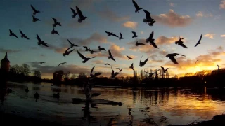 Lake, sunset - birds flying to the camera - gopro (1080p)