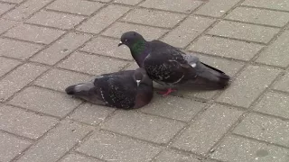 Любовь у голубей. / Love among pigeons.