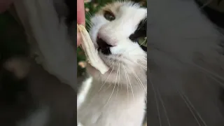 POV: Cute Cat Eating Chicken In My Hand 🐾😻🔊🤌🍗🌿 Satisfying Devour ASMR #Shorts