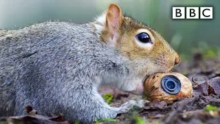 Squirrel steals a fake nut | Spy in the Wild - BBC