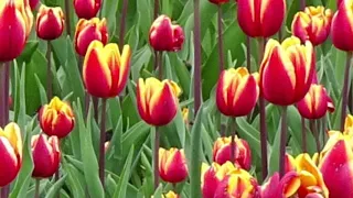 Ottawa The Largest Tulips Festival of Canada 2019 | Red Yellow | Meditation Screen Saver | Flower #5