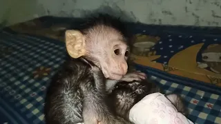 Kedekatan Baby Monkey,Bella Peluk Dewa dengan Penuh Kasih #monyetlucu #babymonkey #monkeycouple