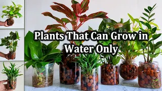 These Indoor Plants That Can Grow in Water Only at Home | How to grow plants in water//GREEN PLANTS